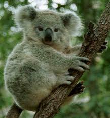 Cuddly Koala